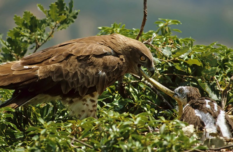 Орёл-карлик (Aquila pennata)