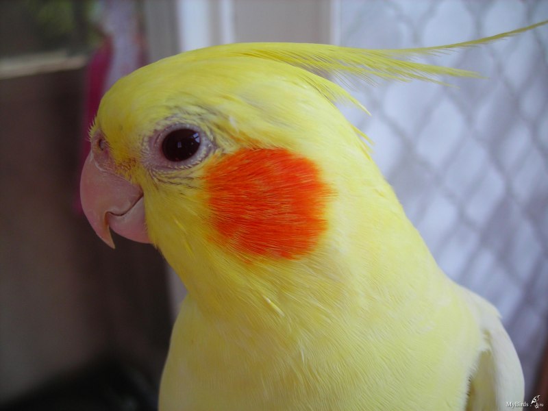 Корелла лютино
