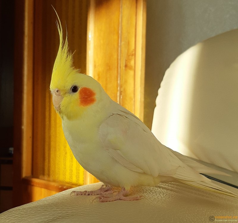 Клюв попугая корелла