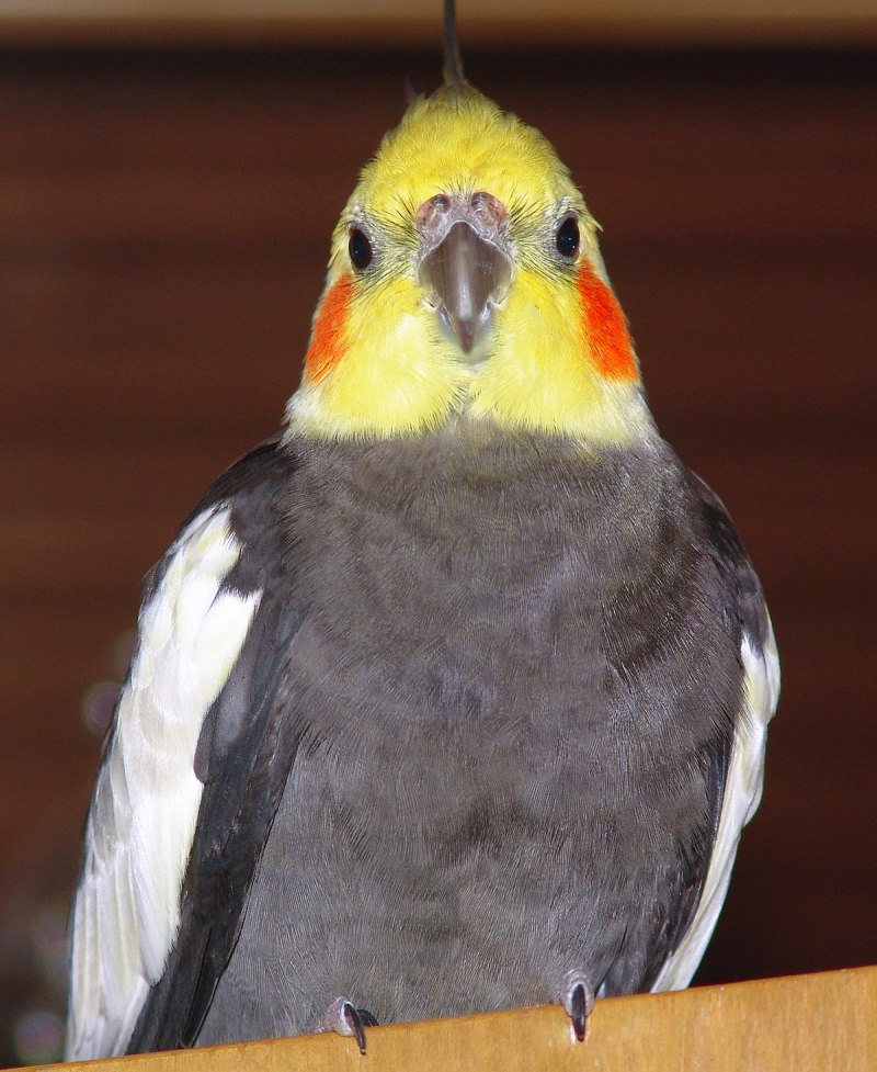 Корелла Cockatiel