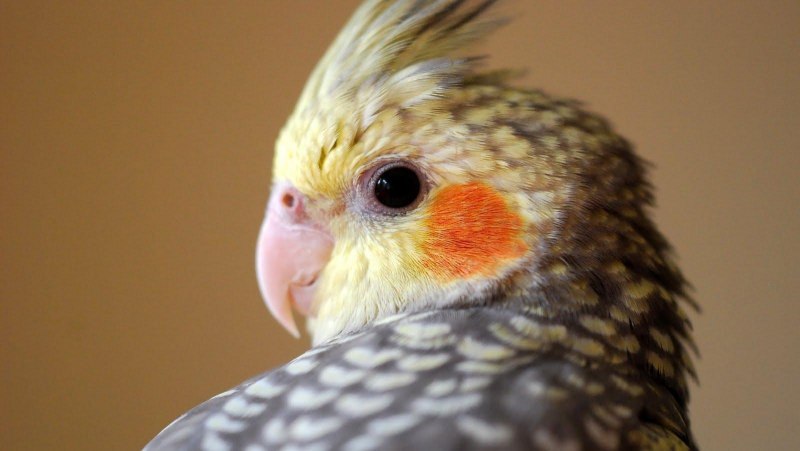 Красный попугай (Red Parrot)
