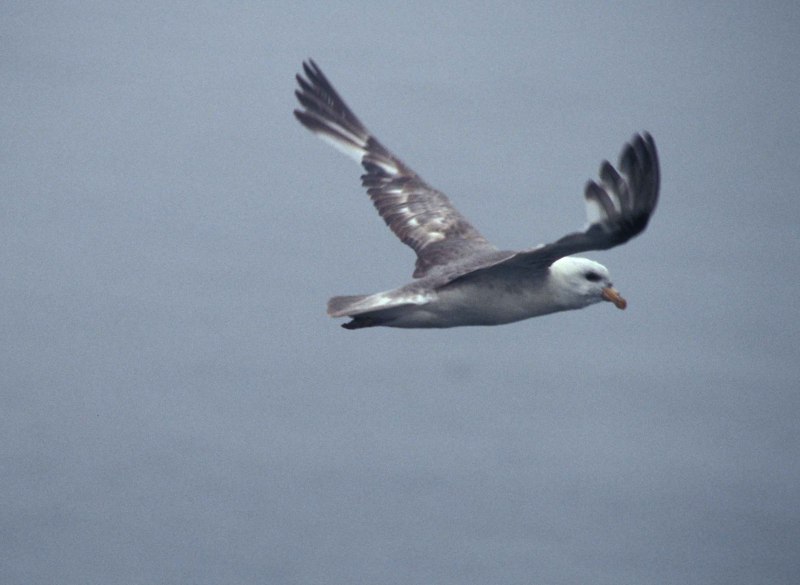 Буревестник серебристо-серый(Fulmarus glacialoides)
