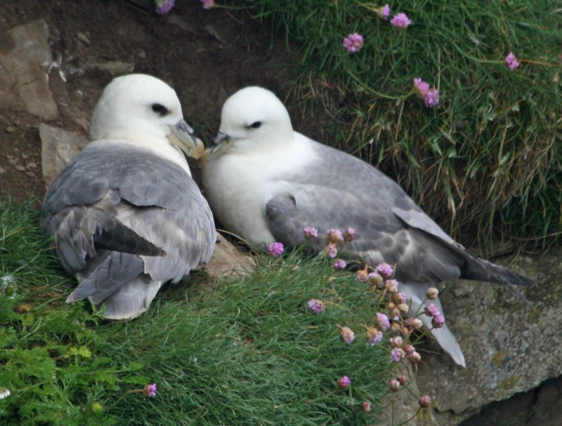 Глупыш - Fulmarus glacialis