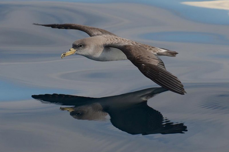 Джордж Даннет с глупышом Fulmarus glacialis