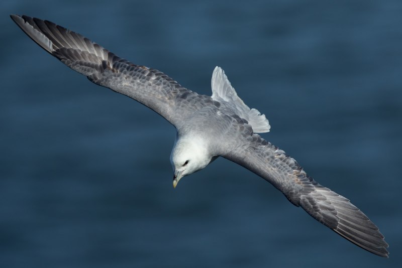 Глупыш - Fulmarus glacialis