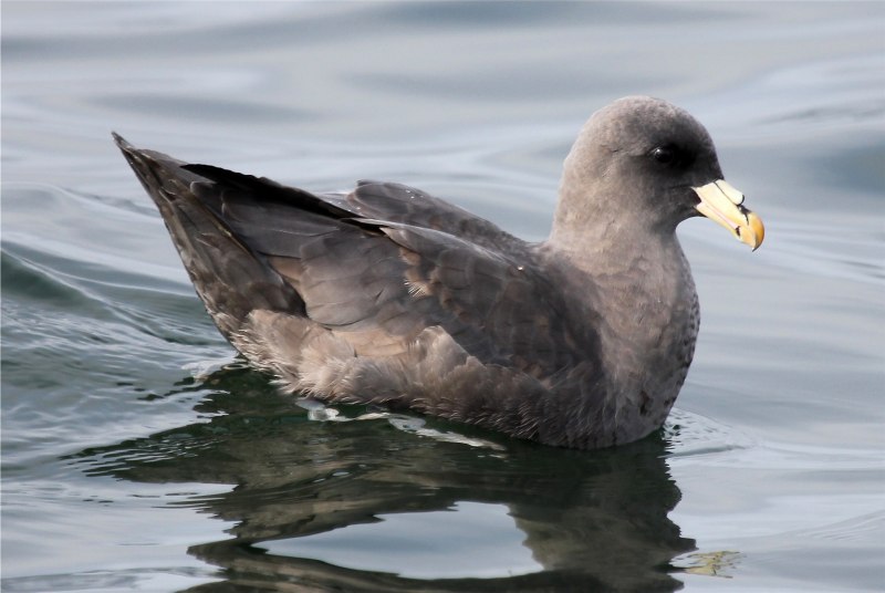 Глупыш Северный (Fulmarus glacialis)