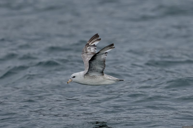 Fulmarus glacialis