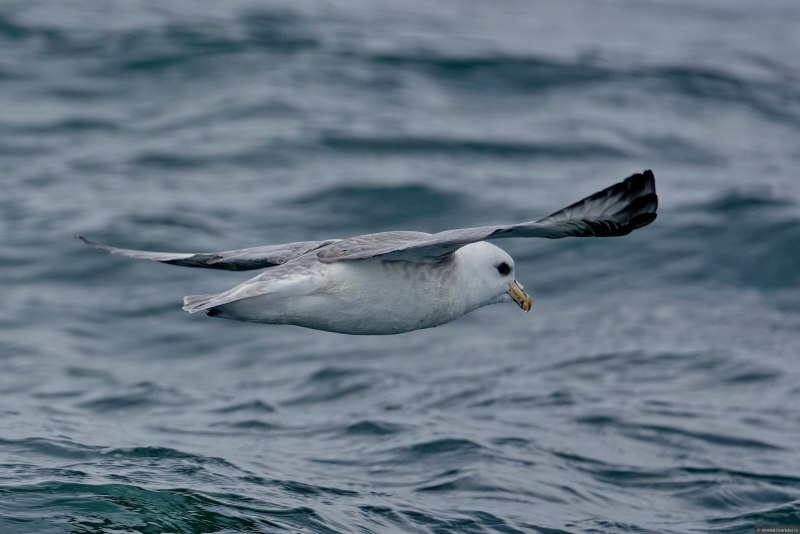 Глупыш - Fulmarus glacialis