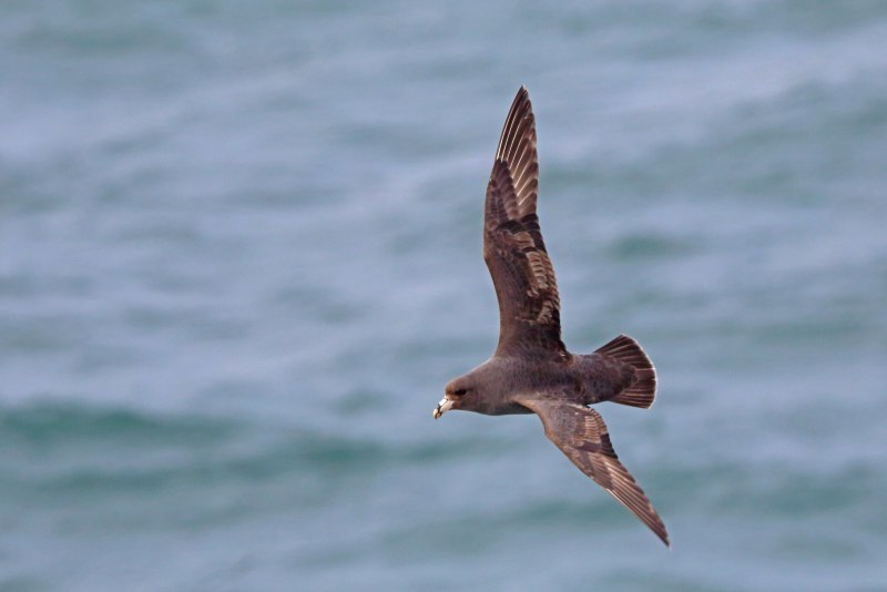 Northern Fulmar