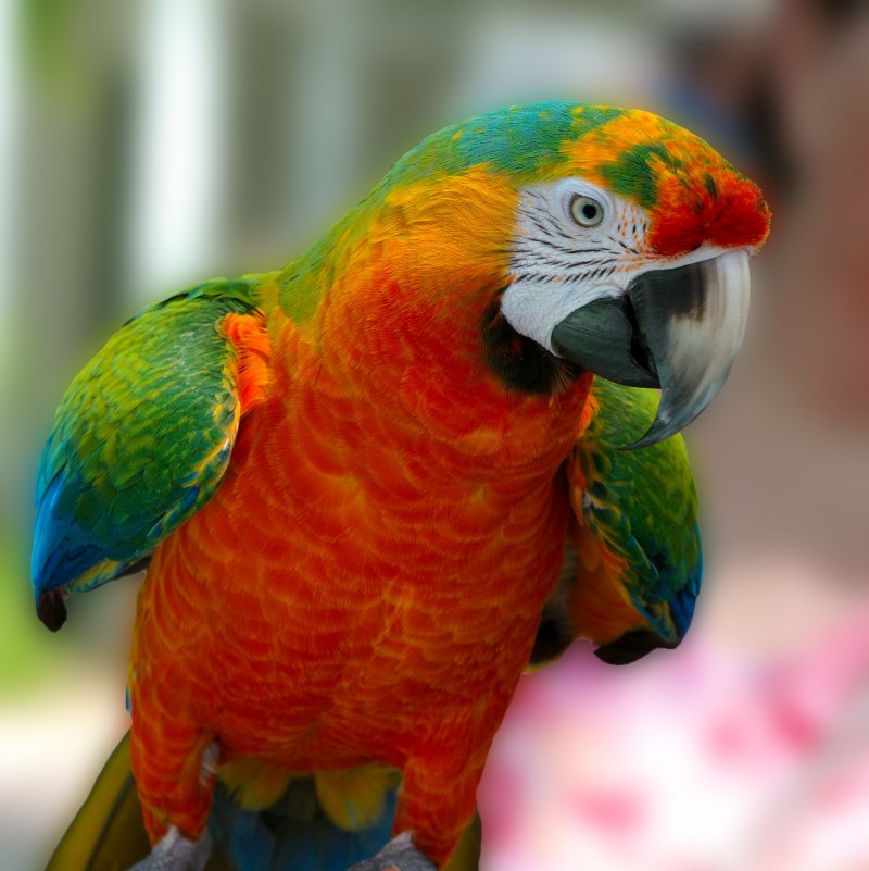 Harlequin Macaw попугай