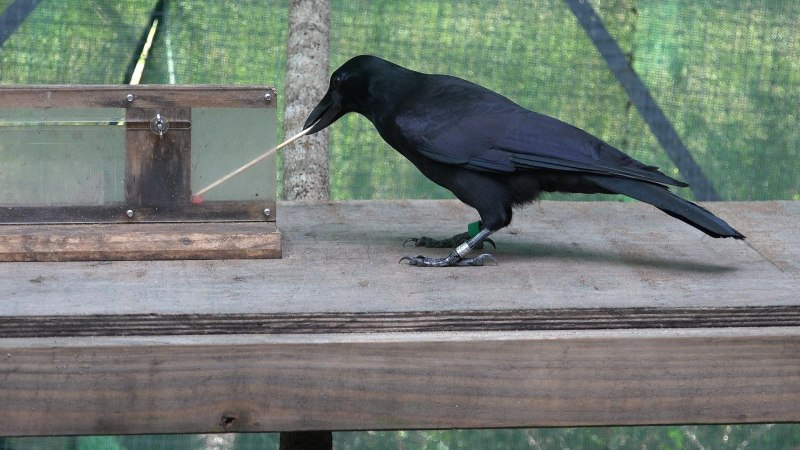 Corvus Corax Bird