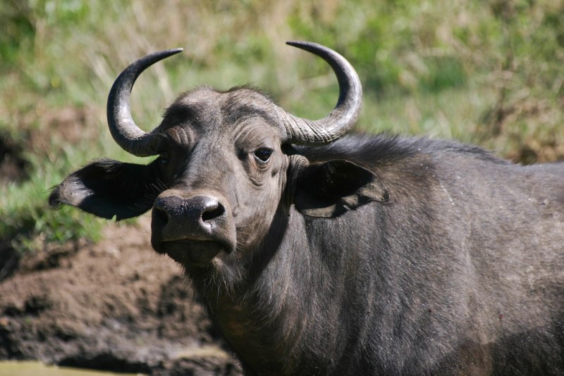 Buffalo Buffalo Buffalo Buffalo Buffalo Buffalo Buffalo Buffalo