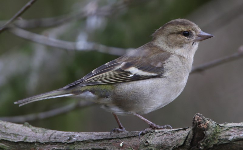 Common Chaffinch