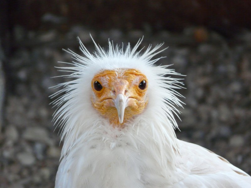 Амазонский Стервятник