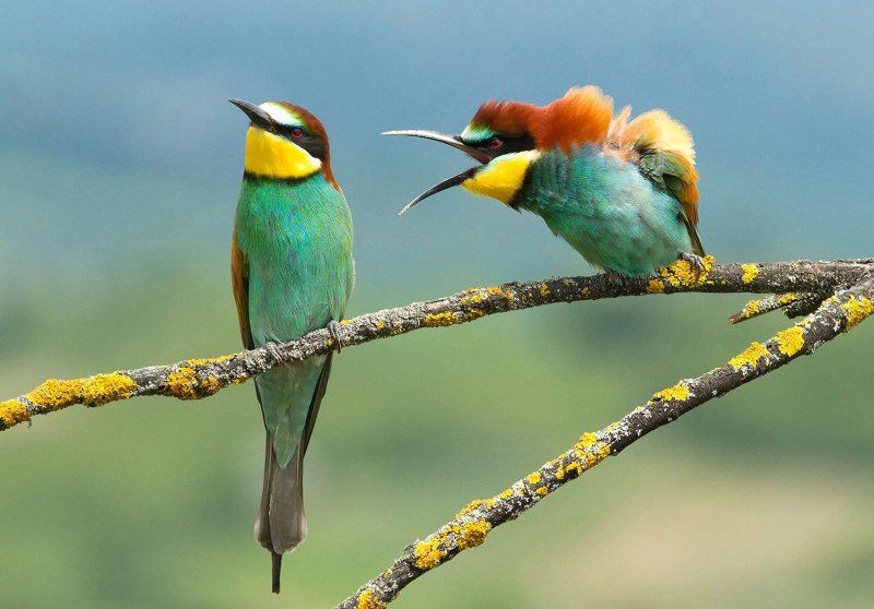 Финалисты конкурса comedy Wildlife Photography Awards: