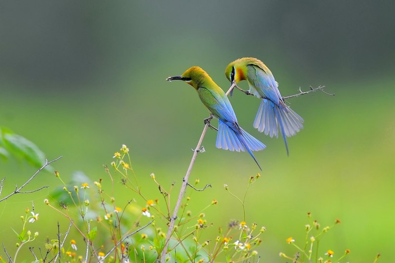 Природа птички
