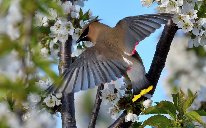 Природа птицы