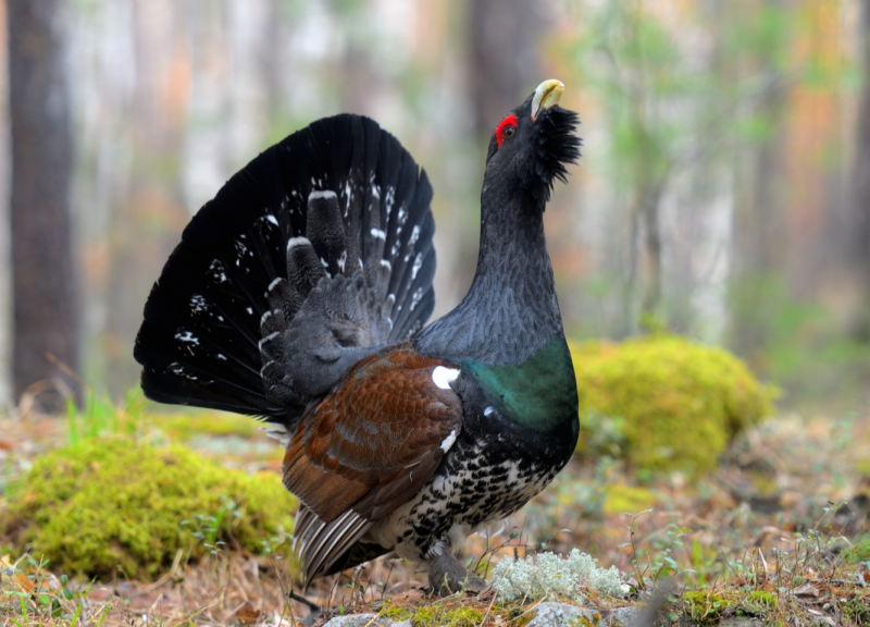 Глухарь (Tetrao urogallus)