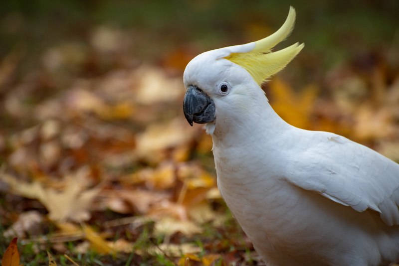 Sulphur Crested Cockatoo