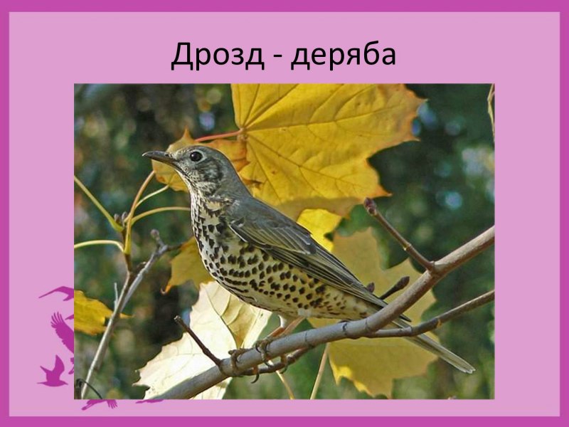 Серый певчий Дрозд