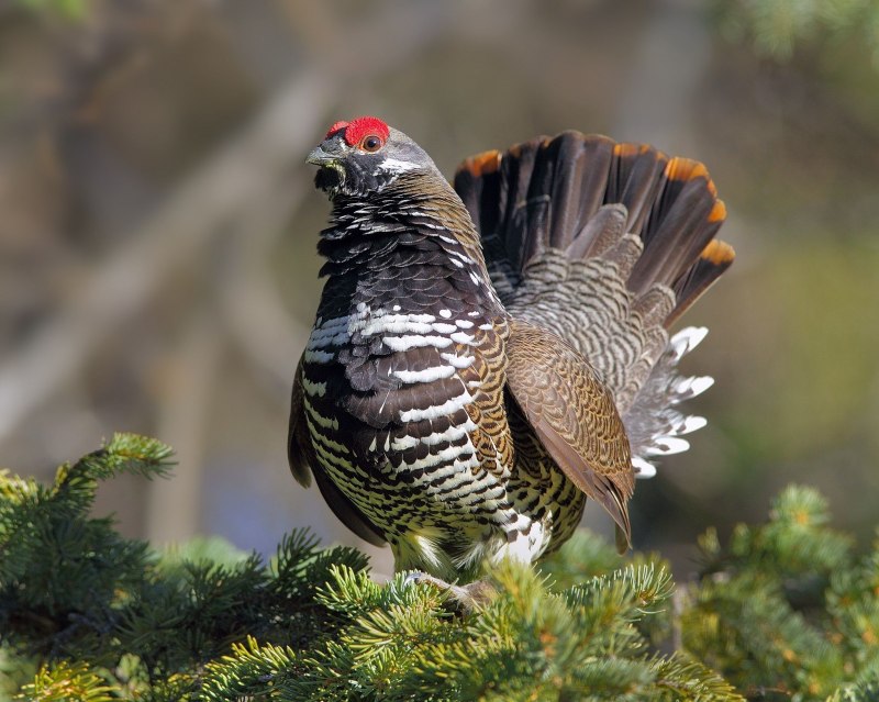 Grouse птица