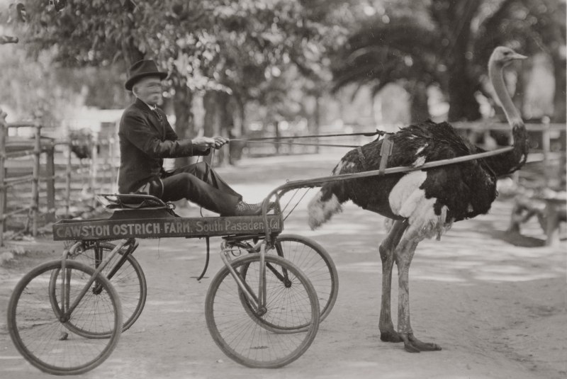 Cawston Ostrich Farm