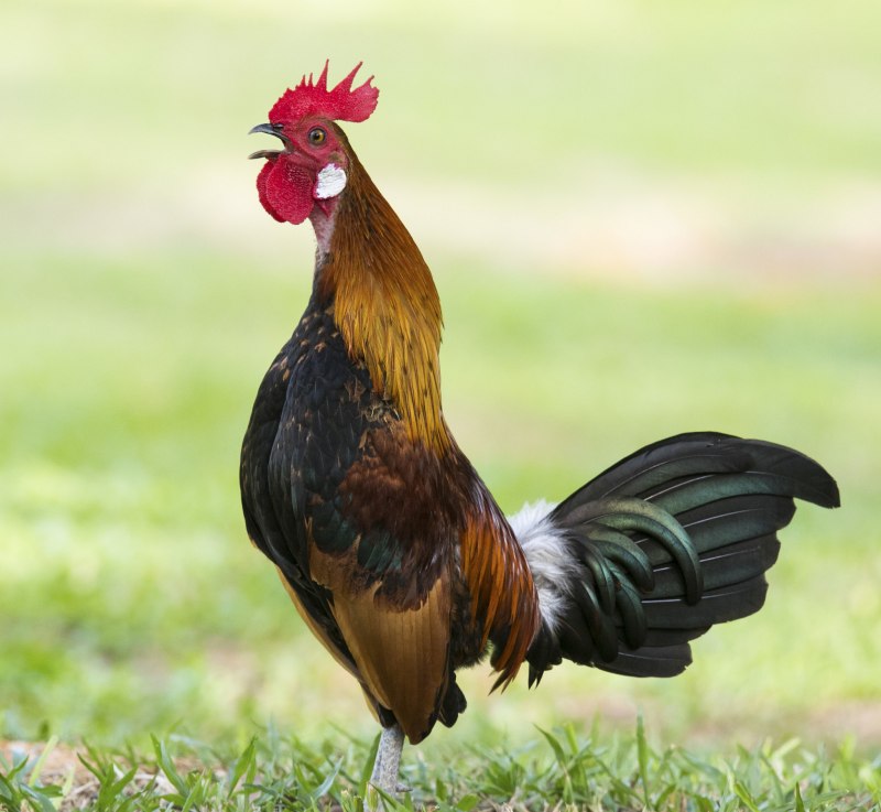 Гибискус Bantam Rooster