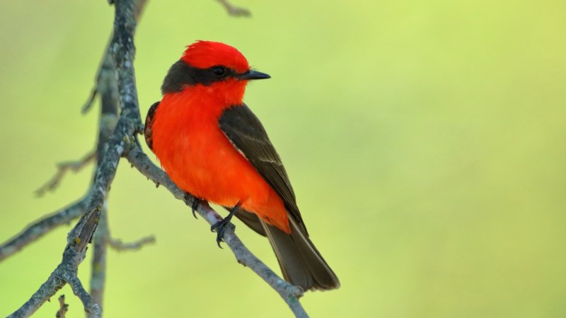 Red Bird Ярославль