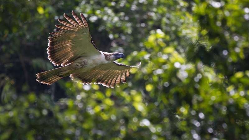 Nat geo Wild Гарпия
