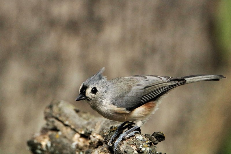 Tufted Titmouse птица