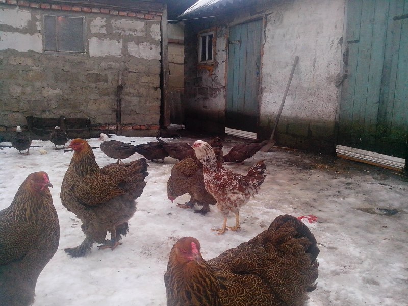 Куры Орловская Брама породы
