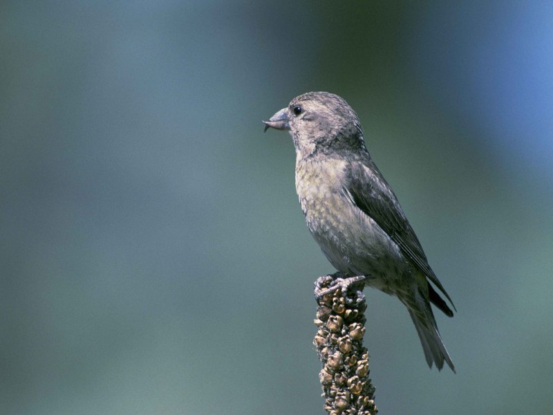 Loxia leucoptera