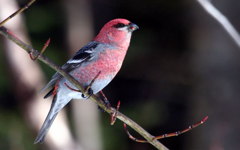 Сойка garrulus glandarius