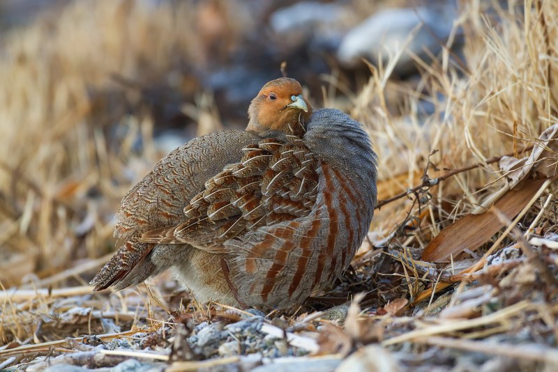 Куропатка серая – Perdix Perdix Linnaeus