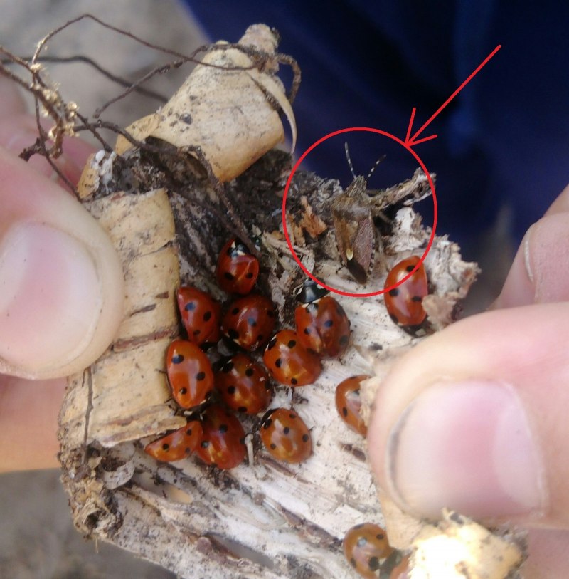 Ladybird in Winter
