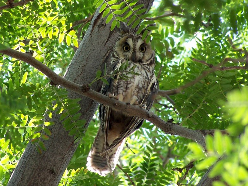 Филин Bubo Bubo