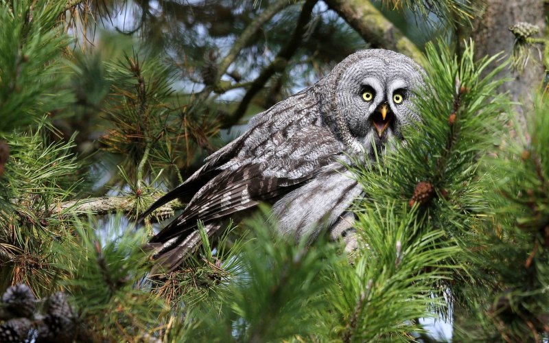 Филин Bubo Bubo с добычей