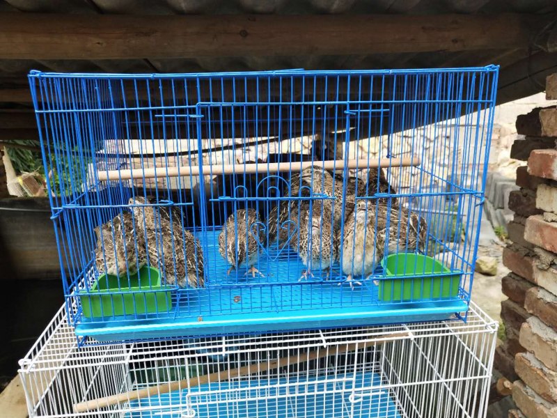 Клетка для птиц большая