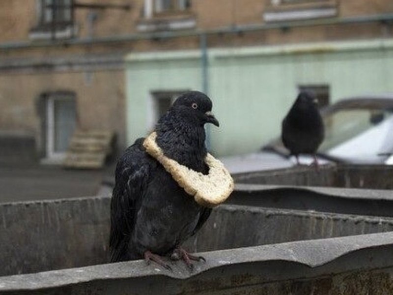 Крутой голубь