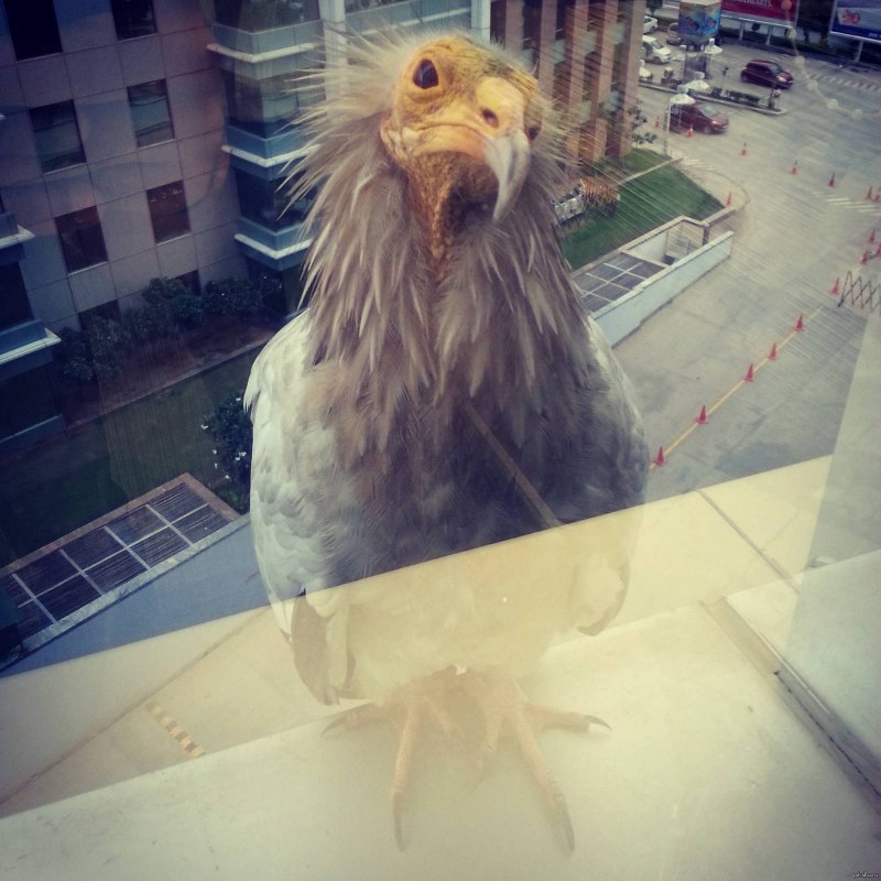 Голубь прикол
