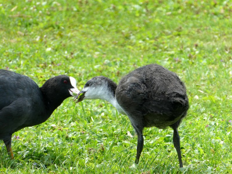 Fulica atra гнездо