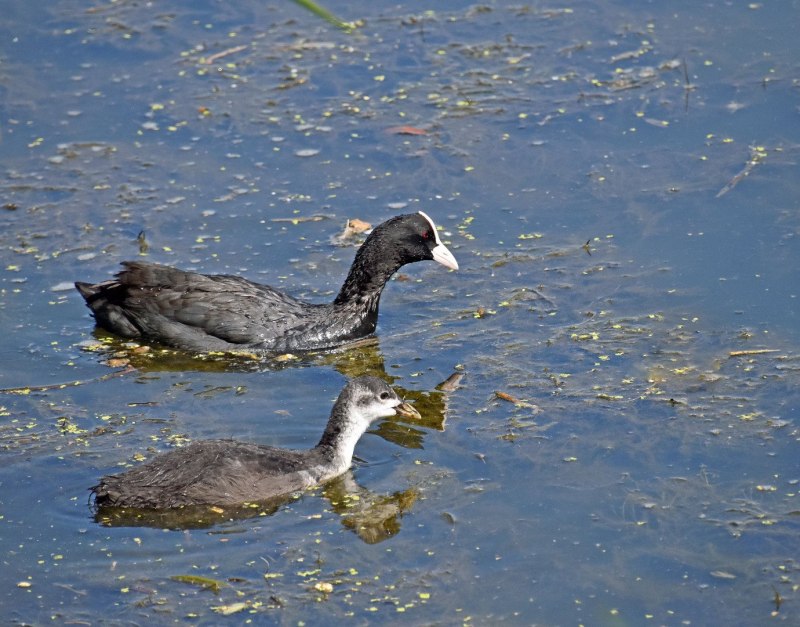 Лысуха Fulica atra