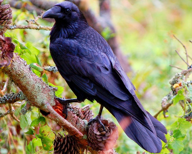 Черный ворон Corvus Corax