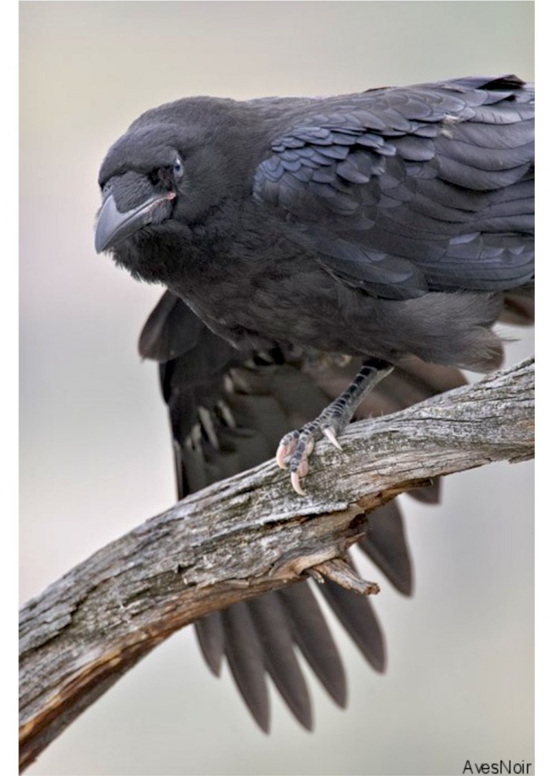 Corvus Corax птица