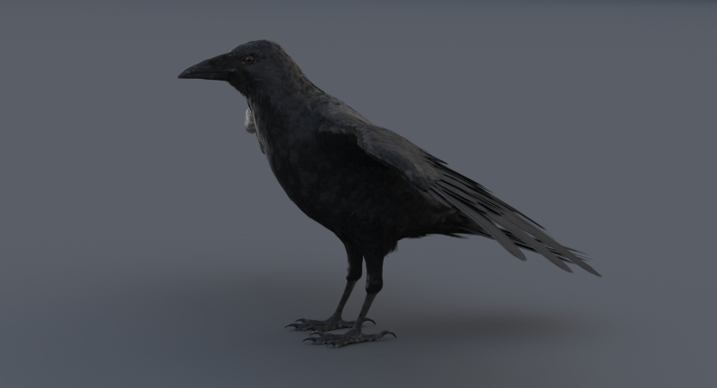 Common Raven