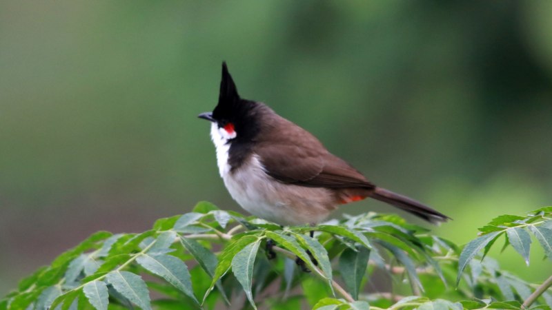 Red-Vented Bulbul free photo