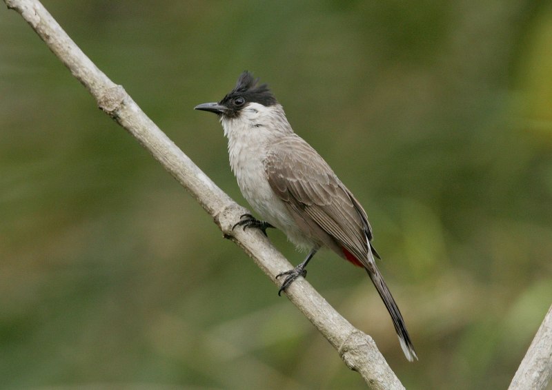 Bulbul Bird