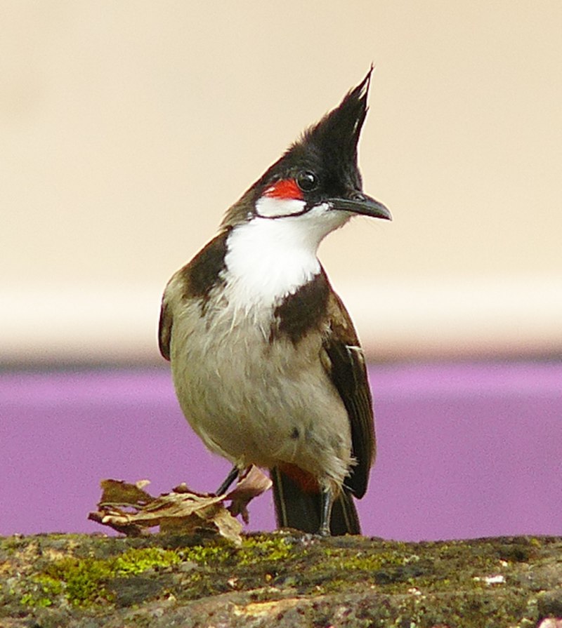 Pycnonotus leucogenys
