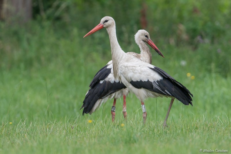 35. Белый Аист (Ciconia Ciconia)