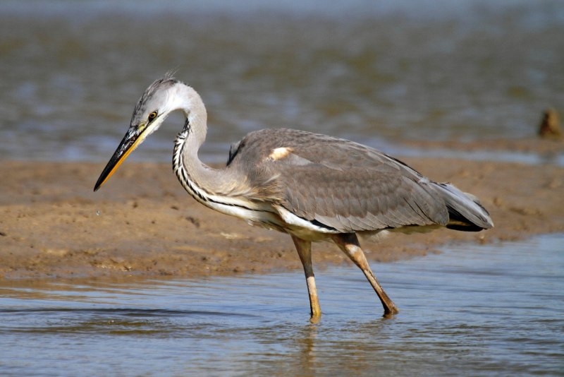 Белый Аист Ciconia Ciconia (l.)